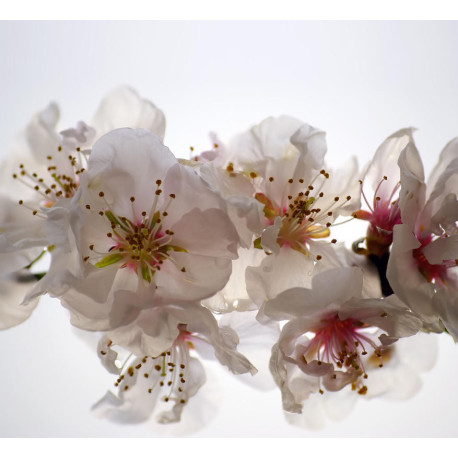 Flowers, rideau imprimé Grandes fleurs blanches et détails 280x245 cm, 2 parts