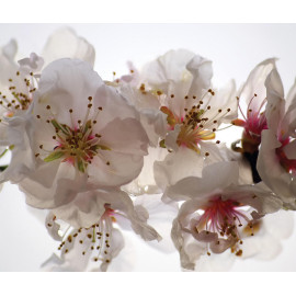 Flowers, rideau imprimés grand zoom sur fleurs blanche et délicates 180x160 cm, 2 parts
