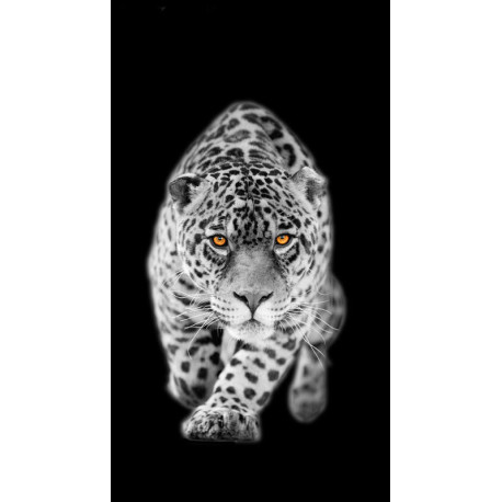 Tiger, rideau imprimé léopard en noir et blanc avec les yeux couleurs ambre 140x245 cm, 1 part