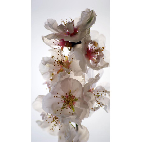 Flowers, rideau imprimé fleurs 140x245 cm, 1 part