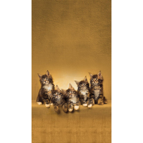 Cats, rideau imprimé 5 chatons 140x245 cm, 1 part