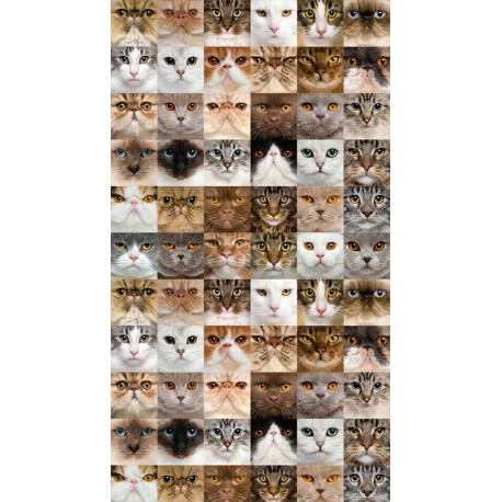 Cats, rideau imprimés visage de chats 140x245 cm, 1 part