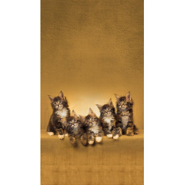 Cats, rideau imprimé 5 chatons marrons 140x245 cm, 1 part