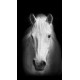 Horse, rideau imprimé 140x245 cm, 1 part