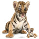 Figurine en carton taille réelle Tigre du Bengale H 73 CM 
