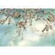 Sakura Photo murale - 368 x 254 cm