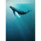 Poster XXL baleine a bosse l200 x h280 cm