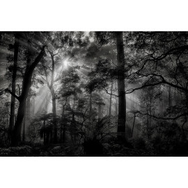 Poster Thème Monochrome Forest - 360 x 270 cm